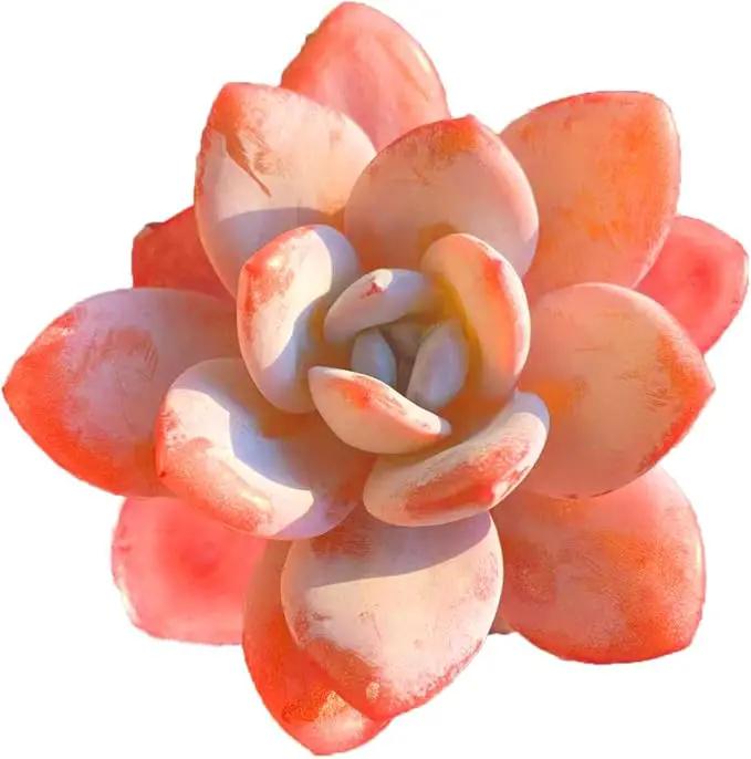 FWPP Live Succulents Plants Echeveria Laui 2.5 inches,Rare red Succulents Bare Root Without Pot Soil, Live Plants Indoor Office Decoration Wedding and Gift by GreenHaven Gardens