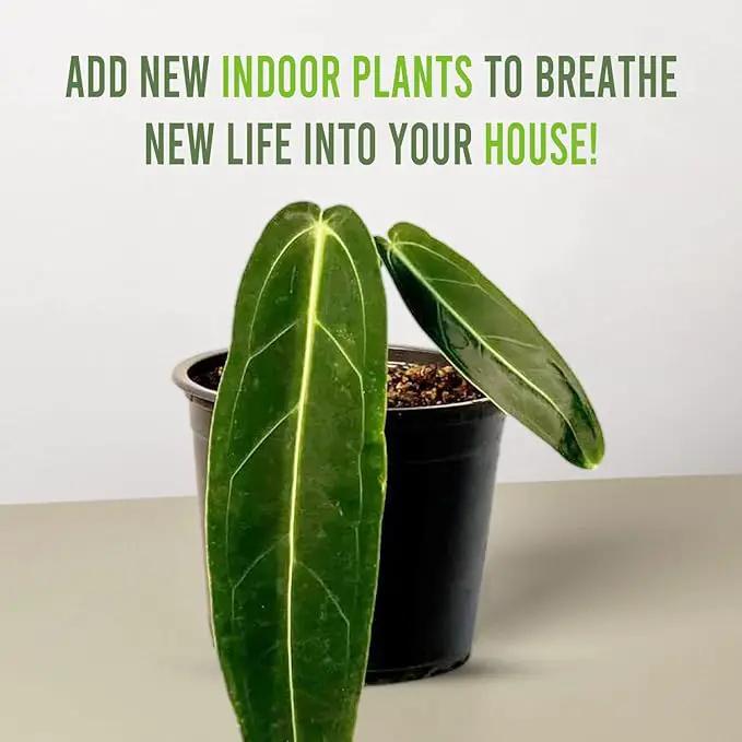 LEAL PLANTS ECUADOR Anthurium Warocqueanum (Pack of 2)| Green Live Plant for Indoors |Rare and Exotic Indoor Plants for Living Room | Queen Anthuriums House Plants | Warocqueanum Heart Plant by GreenHaven Gardens