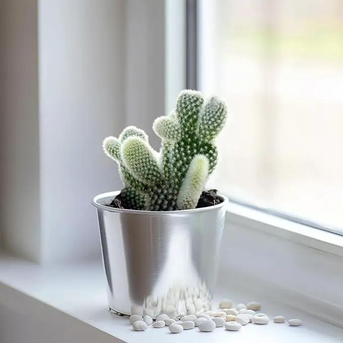 2" Live Succulent 'Bunny Ear Cactus', Rare Succulent Plants Fully Rooted in Pots, Unique House Plant for DIY, Party Favor, Home Office Decoration by GreenHaven Gardens