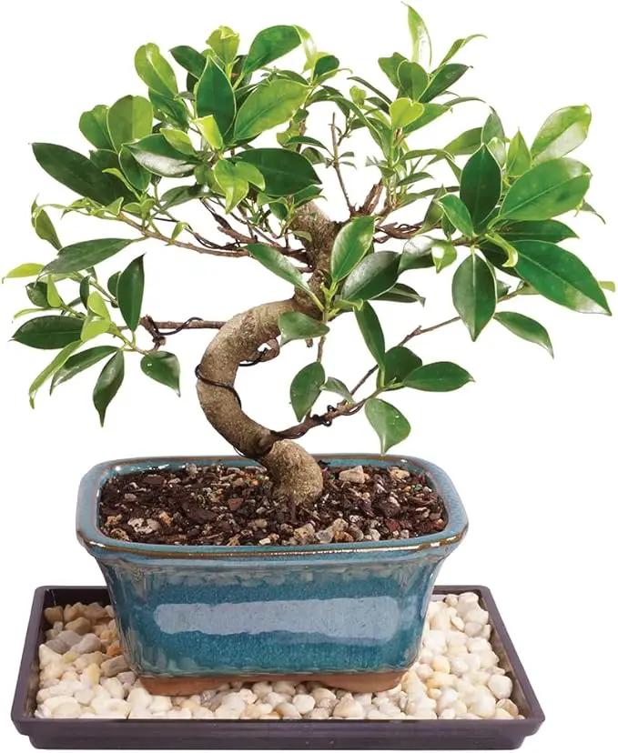 Brussel's Bonsai Live Golden Gate Ficus Indoor Bonsai Tree - Small, 4 Years Old, 5 to 8 In - Live Bonsai Tree in Ceramic Bonsai Pot with Humidity Tray by GreenHaven Gardens