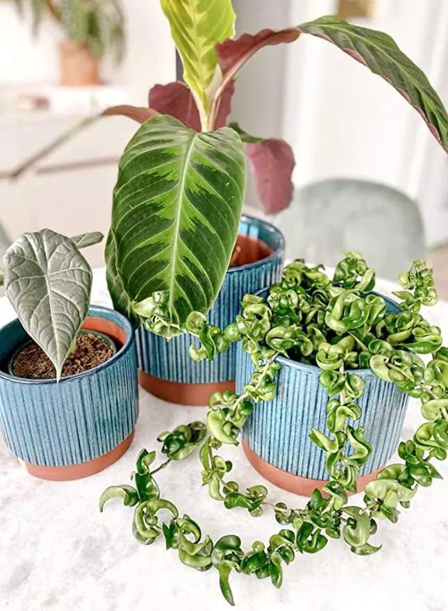 LE TAUCI Ceramic Pots for Plants, 8+6.7+5.5 Inch Plant Pots Indoor, Flower Pot with Drainage Holes, Medium Cylinder Planters for Indoor House Plants, Set of 3, Blue by GreenHaven Gardens