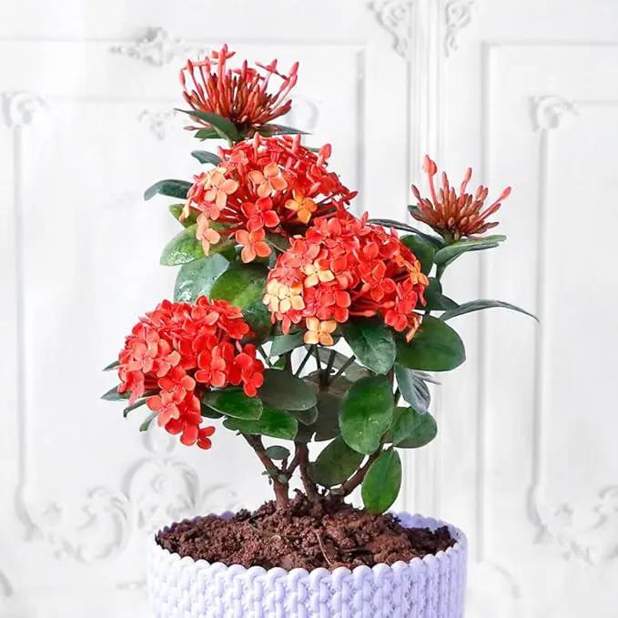 Premium Ixora Plant Soil Mix by Gardenera - Stimulate Growth and Elevate Colorful Blooms with Nourishing Formula - 5 Quart by GreenHaven Gardens