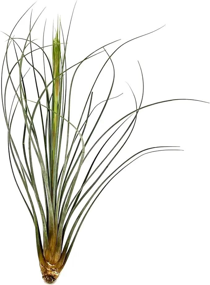 Air Plants - Tillandsia Juncea, Jumbo 8-12" - 5ct - Live Arrival Guaranteed - House Plants for Home Decor & Gift by GreenHaven Gardens