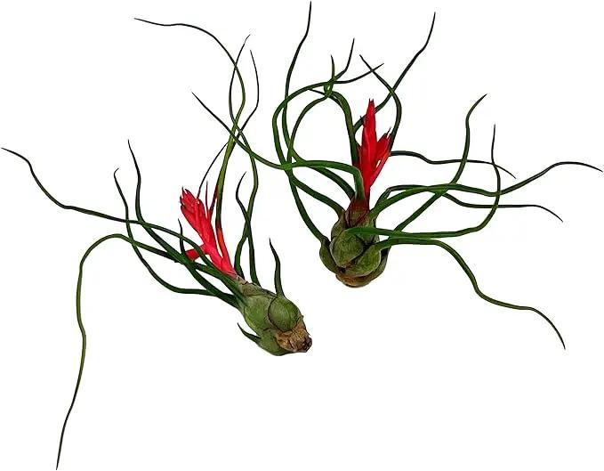 Air Plants - Flowering Tillandsia Bulbosa Guatemala, Large 3-5" - 2ct - Live Arrival Guaranteed - House Plants for Home Decor & Gift by GreenHaven Gardens