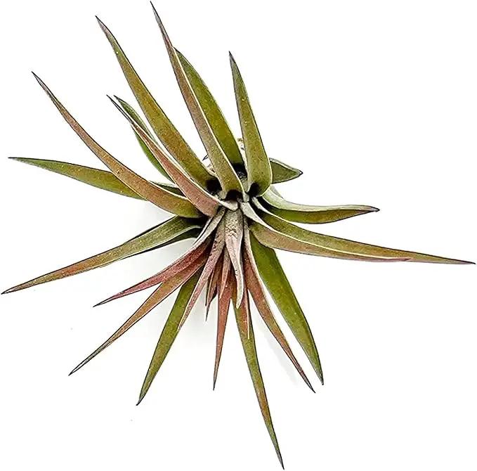 Air Plants - Tillandsia Brachycaulos Abdita, Large 4-6" - 2 ct - Live Arrival Guaranteed - House Plants for Home Decor & Gift by GreenHaven Gardens