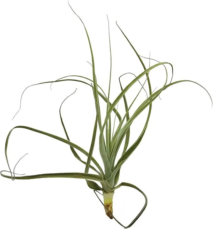 Air Plants - Tillandsia Straminea Jumbo 6-9" - 3ct - Live Arrival Guaranteed - House Plants for Home Decor & Gift by GreenHaven Gardens