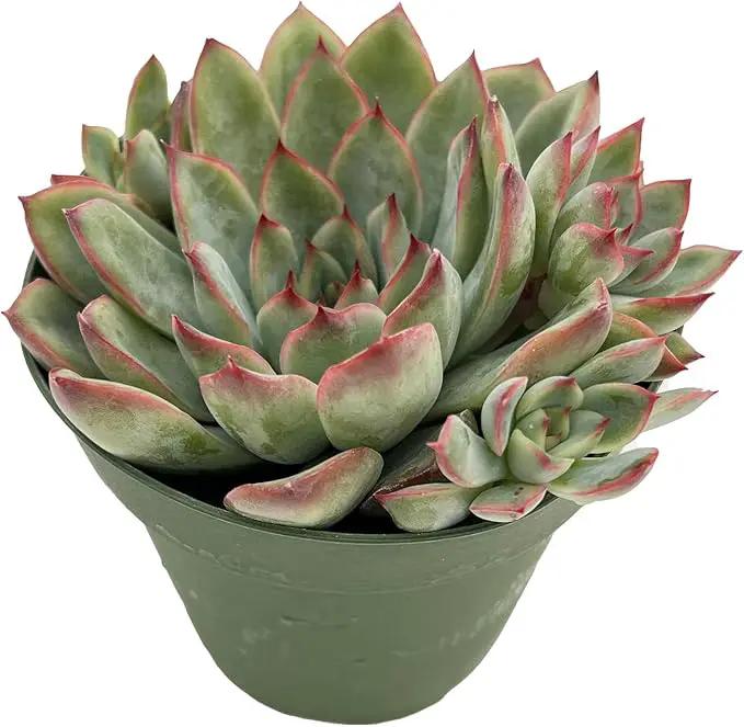Live Succulent Plants Echeveria 'Pulidonis', Easy Care Potted Succulents, Approx 4" D x 4" H, Indoor Houseplant, Unique Gifts, Home Office Décor by GreenHaven Gardens