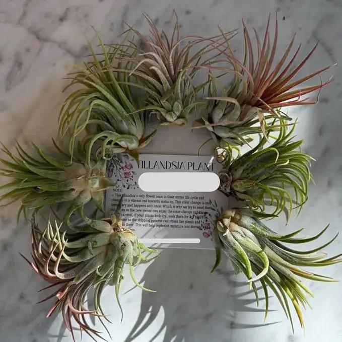 Air Plants, Tillandsia Air Plants Live Houseplants for Garden, 14 Red Lonantha Tillandsia Plant, Air Plant for Planting, 2 to 3 Inc Long by GreenHaven Gardens