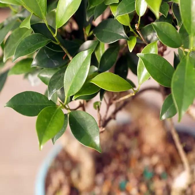 Brussel's Bonsai Live Golden Gate Ficus Grove Indoor Bonsai Tree-7 Years Old 10" to 14" Tall with Decorative Container, Medium by GreenHaven Gardens