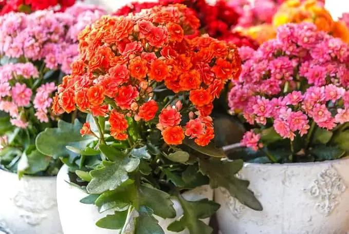 Kalanchoe Plant Premium Potting Mix - 20 Quart - Optimize Growth with Natural Ingredients (4 Bags of 5 Quartz) by GreenHaven Gardens