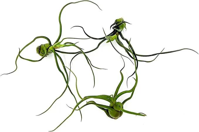 Air Plants - Flowering Tillandsia Bulbosa Guatemala, Large 3-5" - 3ct - Live Arrival Guaranteed - House Plants for Home Decor & Gift by GreenHaven Gardens