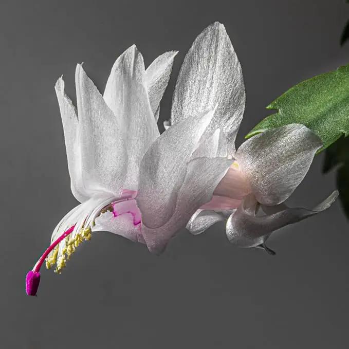 TriStar Plants - Thanksgiving Cactus - 4" inch Pot, Fasle Christmas Cactus, Easter Cactus, Holiday Plant, Winter Flowers, Christmas Plants, Winter Blooms (White) by GreenHaven Gardens