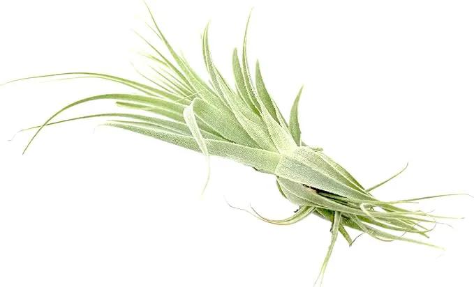 Live Air Plant - Tillandsia Gardneri 5-7” - 2ct - ragnaroc Rare Collectors Indoor Tropical Plant - Live Arrival Guaranteed - House Plants for Home Decor & Gift by GreenHaven Gardens