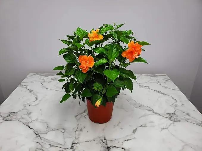 Hibiscus Bush - Double Peach Flowering Plant Live - Overall Height 26" to 28" - Tropical Plants of Florida (Plant Only) by GreenHaven Gardens