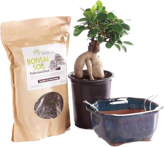 Brussel's Bonsai Live Ginseng Grafted Ficus Bonsai Tree Kit - Small Indoor Bonsai Ficus Tree - Bonsai Kit with Ceramic Bonsai Pot and Bonsai Soil by GreenHaven Gardens