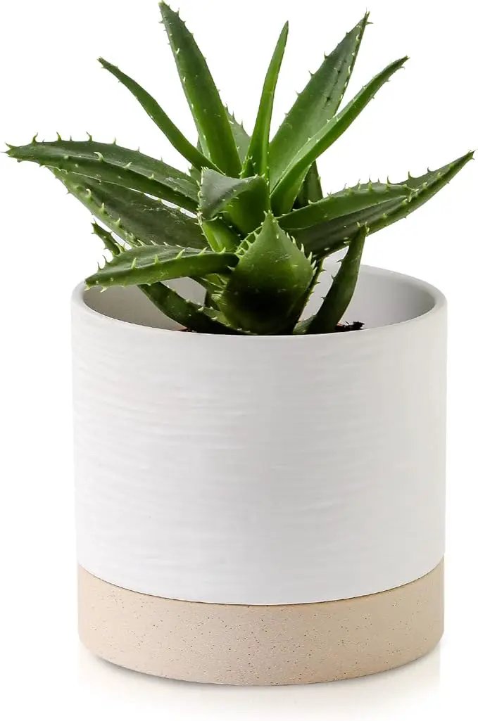 Nihow Ceramic Plant Pot: 6 Inch Planter with Drainage Hole & Saucer for Indoor & Outdoor Plants - Cylinder Round Flower Pot for Succulent/Herbs/Violets - White & Brown by GreenHaven Gardens