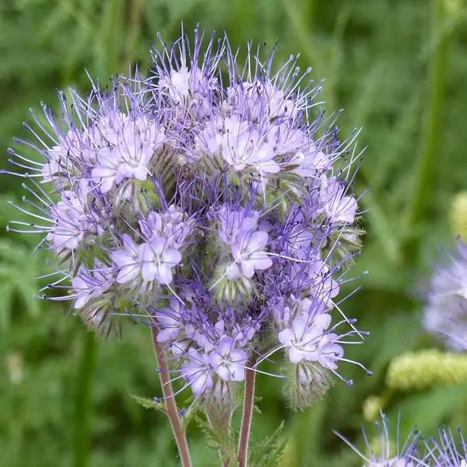 Outsidepride Lacy Phacelia Seeds for Planting - 5 Lbs. Annual, Drought-Tolerant Wildflower Seeds with Light Violet Flowers, Ideal for Pollinator Gardens, Erosion Control, & Attracts Bees & Butterflies by GreenHaven Gardens
