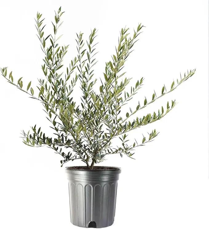 American Plant Exchange Live Olive Tree, Arbequina – Real Fruiting, Edible Indoor/Outdoor Houseplant – Large 10-Inch Pot, Perfect for Home, Office, Patio & Garden Décor by GreenHaven Gardens