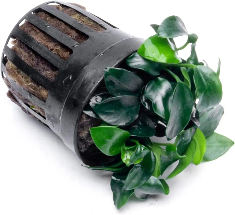 Anubias Live Aquarium Plants - Potted Freshwater Plant for Fish Tanks, Terrariums - Beginner Friendly Low Light (Nana Petite, 1 Pot) by GreenHaven Gardens