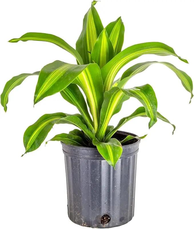 Premium Dracaena Potting Soil Mix - (1 Quart Bag) by GreenHaven Gardens
