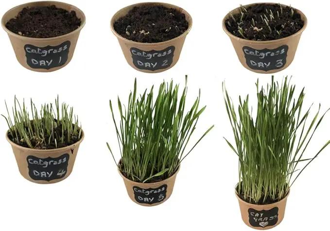 Easy Cat Grass Kit (3 Pack) Just Add Water. Includes Certified Organic Non GMO Wheatgrass Seed, Fiber Soil, Cups Chalkboard Labels. Your Pets Will Love This by GreenHaven Gardens