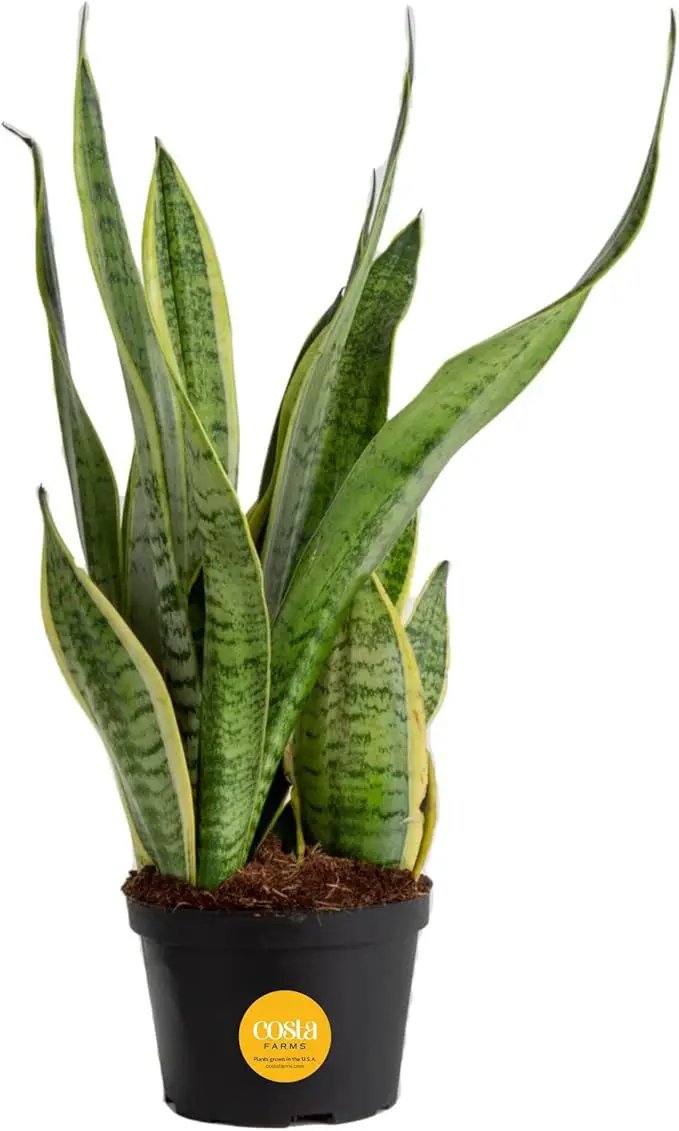 Costa Farms Sansevieria Grower's Choice Snake Live Indoor Plant, 12-Inches Tall, Grower Pot by GreenHaven Gardens