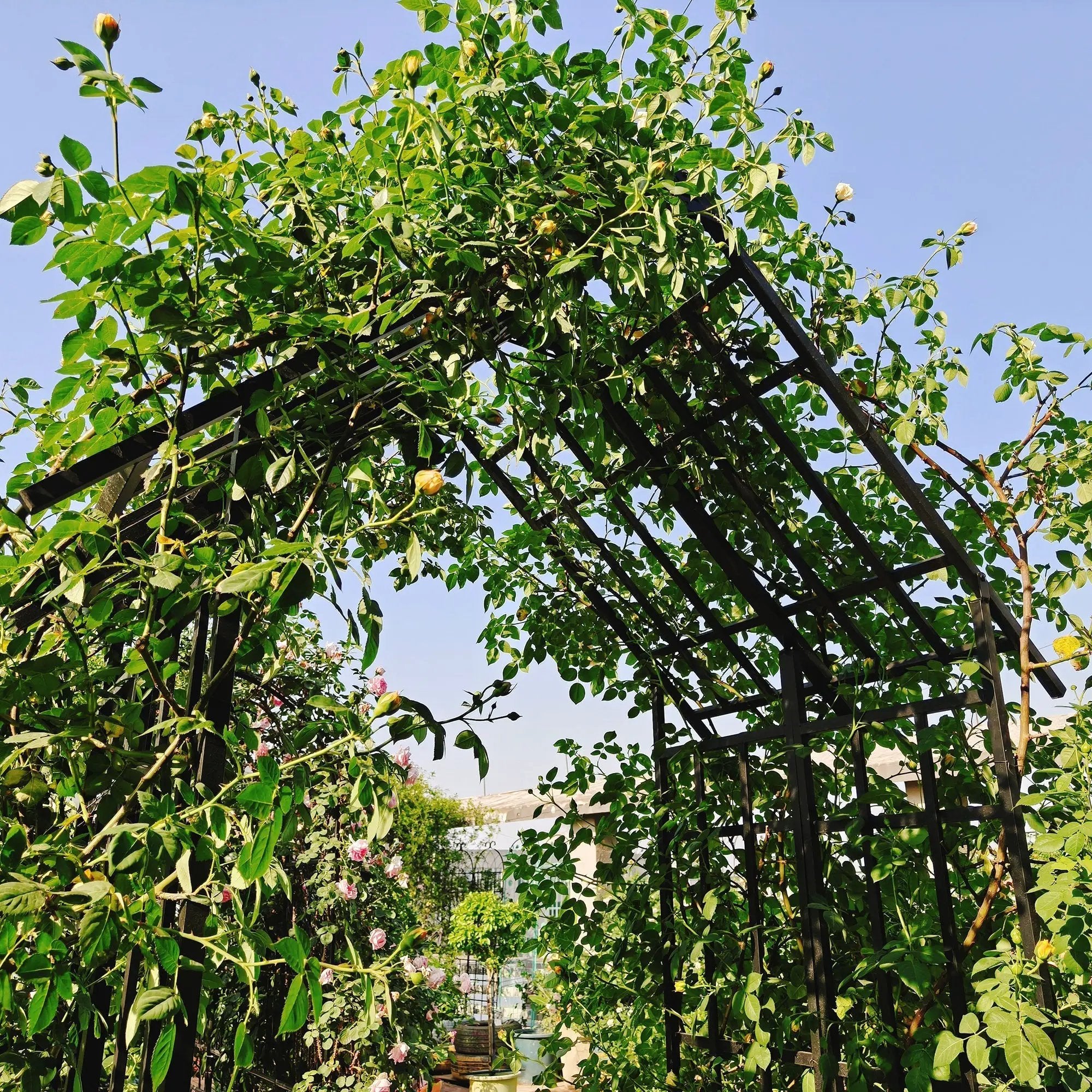 Metal Garden Arch with Adjustable Width for Climbing Plants by HouseOfZazla