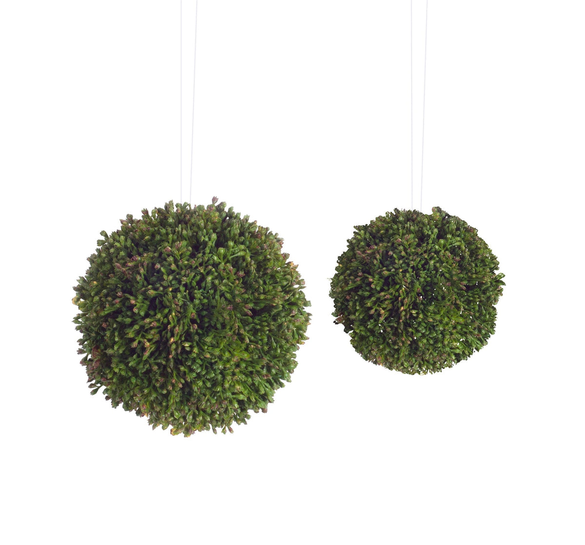 Boxwood Sedum Orb (Set of 8), photo 2 of 2