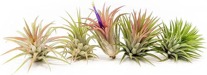 Air Plants Ionantha Mexican - Colors and Shape Varies Due to Seasonality-Live Tillandsia Succulent House Plants - Available in Wholesale and Bulk - Home and Garden Decor-Easy Care Plants (Pack of 5) by GreenHaven Gardens