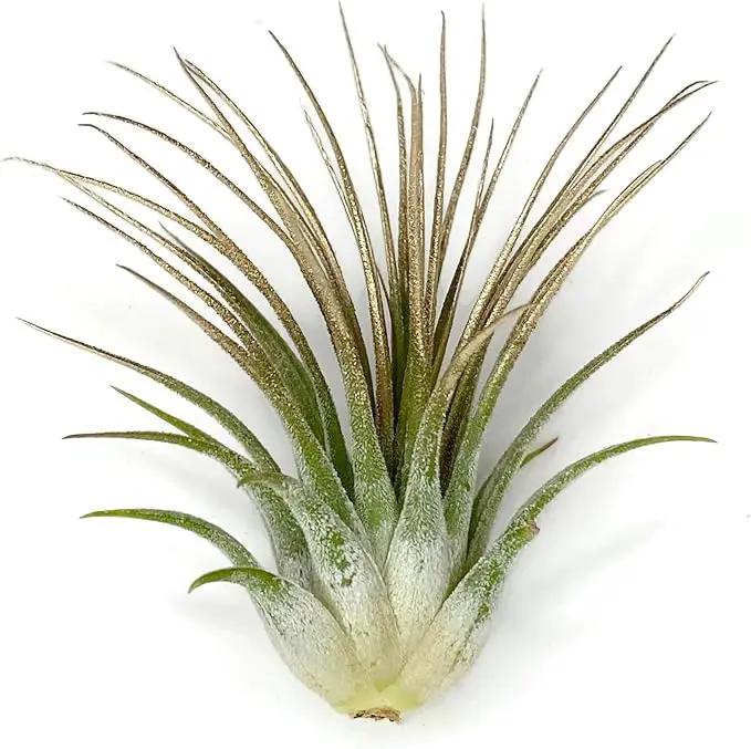 Ionantha Guatemala Tillandsia Air Plant, Guatemala Tillandsia Live Airplant, Healthy Arrival Guaranteed, Great Indoor Plant, Home Decor & Gift (Gold) by GreenHaven Gardens