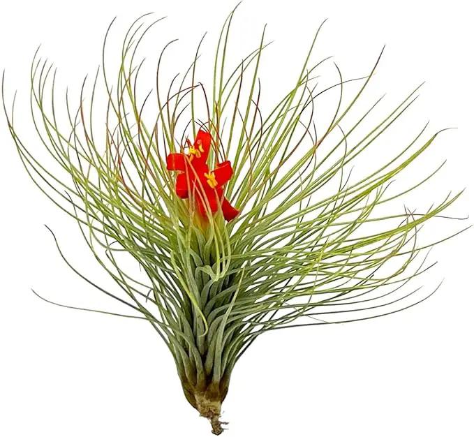 Air Plants - Tillandsia Andreana, Large 4-6" - 2ct - Live Arrival Gauranteed - House Plants for Home Decor & Gift by GreenHaven Gardens