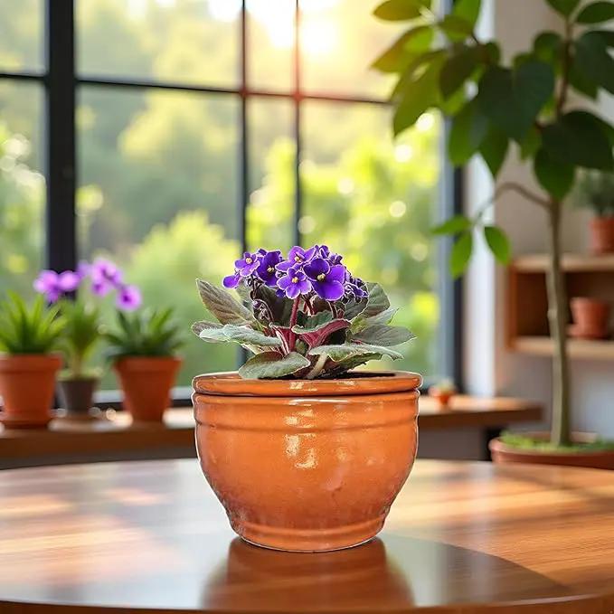African Violet Pots Self Watering Round Ceramic Violet Pot (Orange, 6 inch) by GreenHaven Gardens