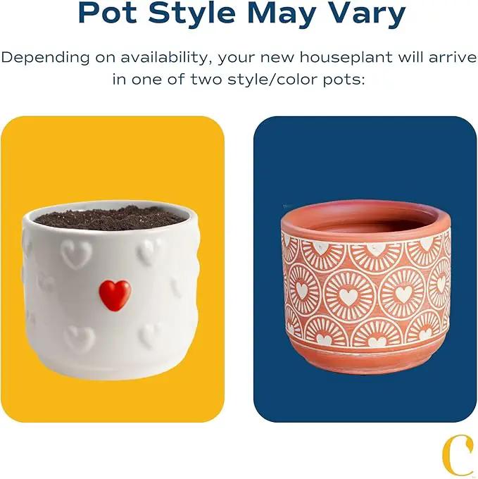 Costa Farms Succulent Plant, Live Jade Plant, Potted in Cute Decor Plant Pot with Potting Soil Mix, Room and Plants Home Decor, Housewarming, Birthday Gift, 6-8 Inches Tall by GreenHaven Gardens