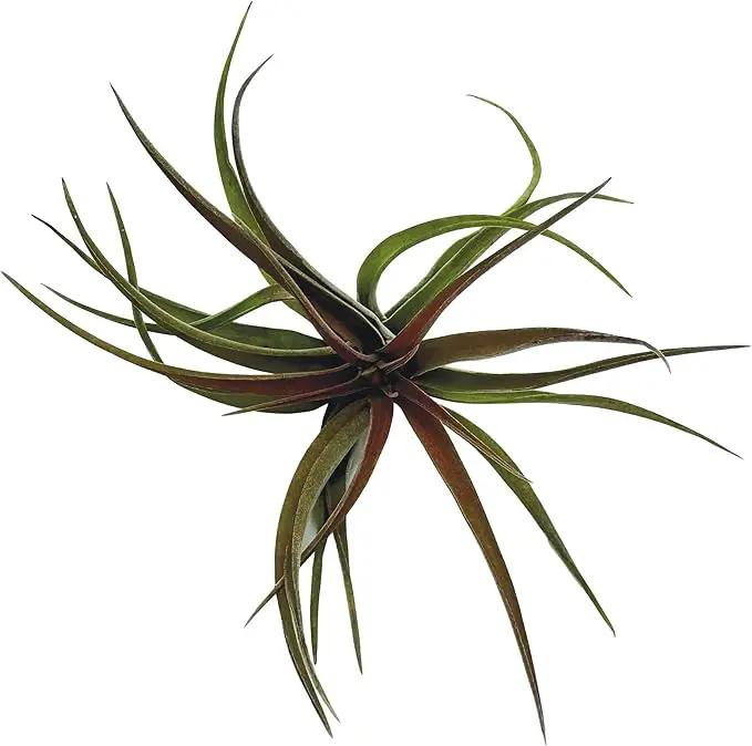 Air Plants - Tillandsia Brachycaulos Abdita, Large 4-6" - 1 ct - Live Arrival Guaranteed - House Plants for Home Decor & Gift by GreenHaven Gardens