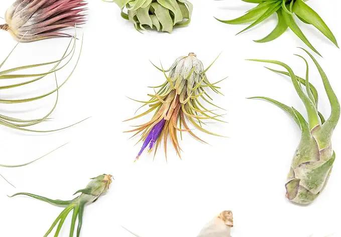 Grab Bag Pack Small & Medium Air Plants - Fertilizer Packet - Wholesale - Bulk - Live Tillandsia - Easy Care House Plant - Succulents, 10 Count (Pack of 1) by GreenHaven Gardens