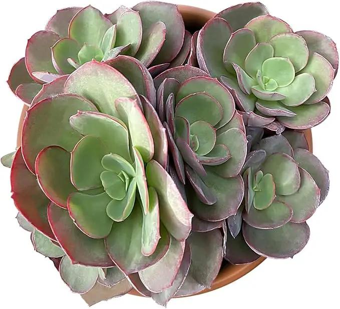 Live Succulent Plants Echeveria 'Suyon', Easy Care Potted Succulents, Approx 4" D x 4" H, Indoor Houseplant, Unique Gifts, Home Office Décor by GreenHaven Gardens