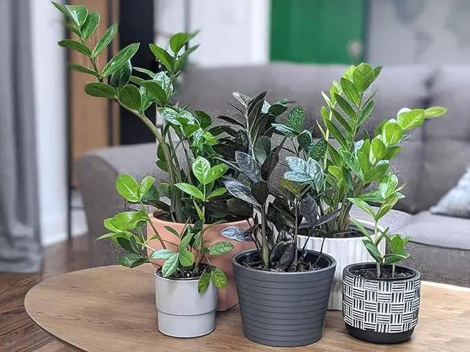 Premium ZZ Plant Essential Potting Blend - All-Natural Blend for Thriving Zamioculcas Plants - Boosts Root Health and Distinctive Beauty - 2 QUARTS by GreenHaven Gardens