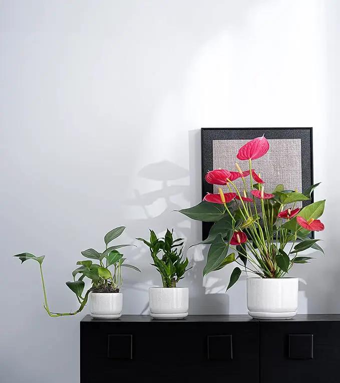 Ton Sin Plant Pots, 4.1+5.1+6.5 inch, Set of 3, Ceramic Planters with Drainage Hole and Saucer, Indoor Flower Pot with Hole Mesh Pad, Gifts for Mom(Reactive Glaze White) by GreenHaven Gardens