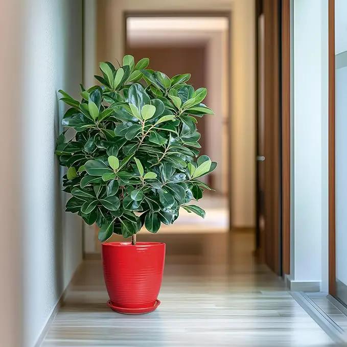 Ceramic Planter 10 Inch - Ceramic Pot for Plants Large Plant Pot Indoor with Drainage Hole and Saucer Round Outdoor Planter Modern Flower Pot for Garden House Red by GreenHaven Gardens