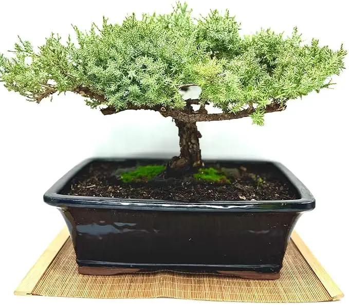Live Dwarf Juniper Bonsai Tree 15+Years Old | Juniper or Jade Bonsai Tree | Indoor/Outdoor | 100% Handcrafted| Home and Office Décor | Best Gift for Holiday (style4) by GreenHaven Gardens