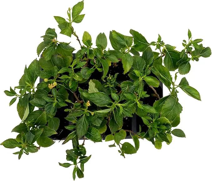12 Dallas Red Lantana | Live Plants in 2.5-inch Nursery Cubes | Lantana Camara 'Dallas Red' Variety | Hardy Evergreen Perennial Shrub | Fiery Vibrant Blooms for Home & Garden by GreenHaven Gardens