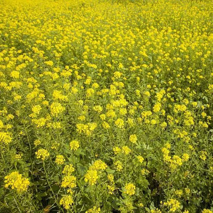 Outsidepride White Mustard Seeds for Planting - 5 lb Annual Cover Crop Seeds w/Deep Root System, High Protein Forage, Ideal for Soil Fertility, Crop Rotations, & Livestock Nutrition by GreenHaven Gardens