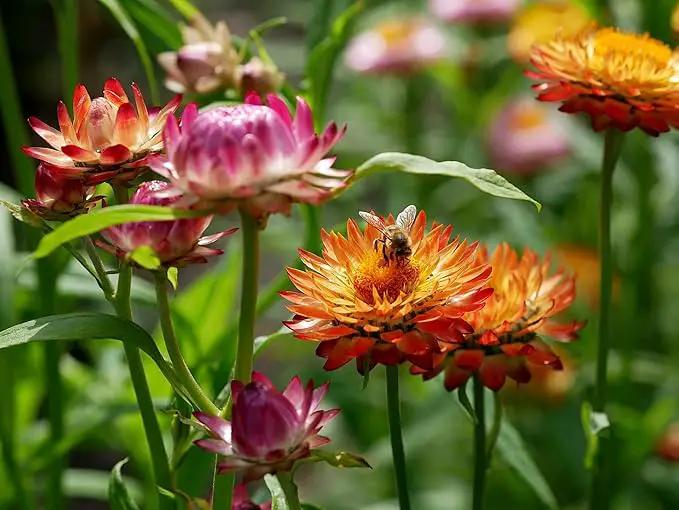 Set of 50 Flower Seed Packets! Flower Seeds in Bulk, 15 or More Varieties Available! by GreenHaven Gardens