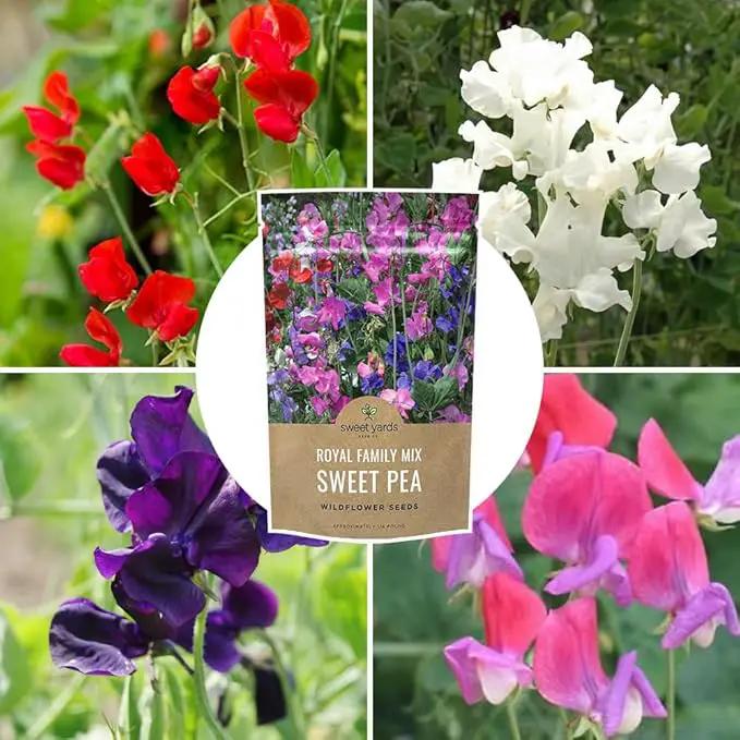 Sweet Pea Seeds Royal Mix - Bulk 1/4 Pound Bag - Over 1,400 Seeds - Large Fragrant Lavender, Purple, Red, Pink and White Blooms by GreenHaven Gardens