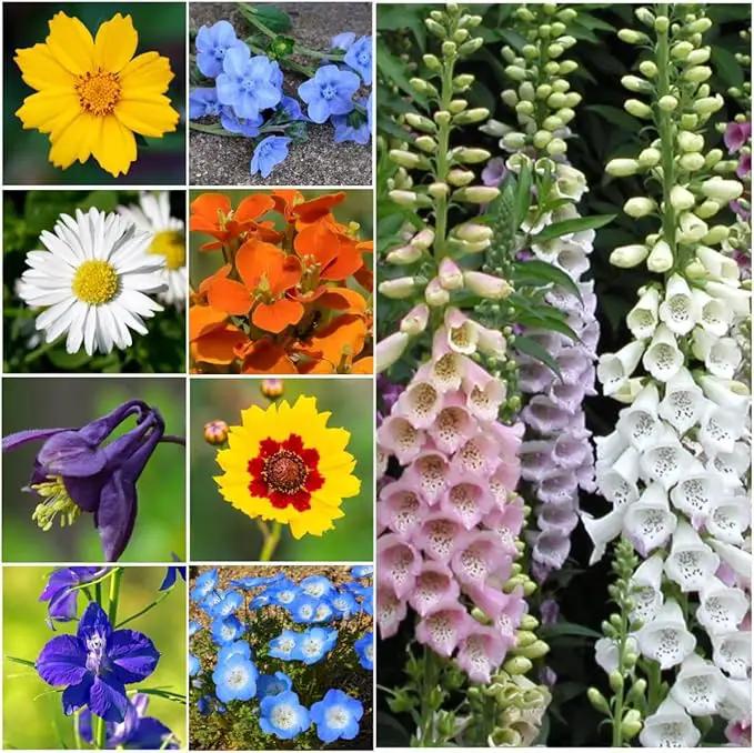 Seed Needs Partial Shade Wildflower Seed Mix for Planting | 10 Packs (1 Ounce Each) 14+ Varieties Open Pollinated Annual & Perennial Species | Flower Seeds Shade Tolerant | Bulk by GreenHaven Gardens