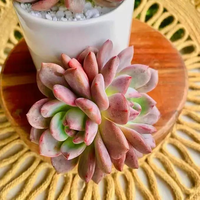 FWPP Live Succulent Echeveria Ariel,3.5 Inches Mini Red Succulents Plants Live,Bare Root Without Pot Soil,Rare House Plants for Gift Party Wedding Garden Baby Shower DIY Decor by GreenHaven Gardens