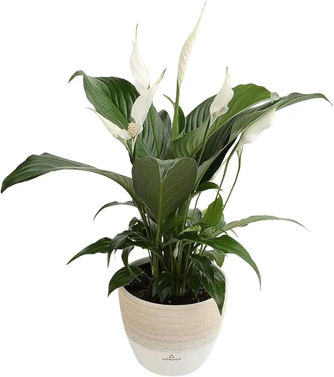 Costa Farms Spathiphyllum Peace Lily Live Indoor Plant in in Premium Scheurich Ceramic Planter, 15-Inch by GreenHaven Gardens