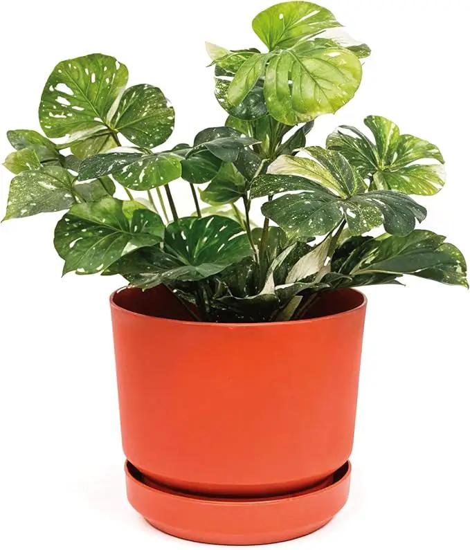 Elly Décor 8 inch Plastic Cylinder Planter Pot with Self-Watering Saucer and Drainage Hole,Lightweight & Extremely Durable, 8"x 8", Terracotta by GreenHaven Gardens