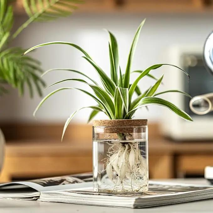Glass Plant Propagation Stations for Plants – Set of 4(6 Large & 6 Small) Hydroponic Vases for Plant Cuttings,Flower Arrangements, Home & Office Decor–Desktop Vases for Living Room, Bedroom (12) by GreenHaven Gardens