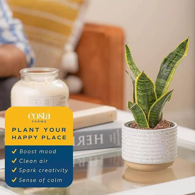 Costa Farms Snake Plant, Easy Care Live Indoor Plant in Décor Planter, Beautiful Clean Air Purifying Houseplant, Boho Home and Room Décor, Housewarming Gift, 8-Inches Tall by GreenHaven Gardens